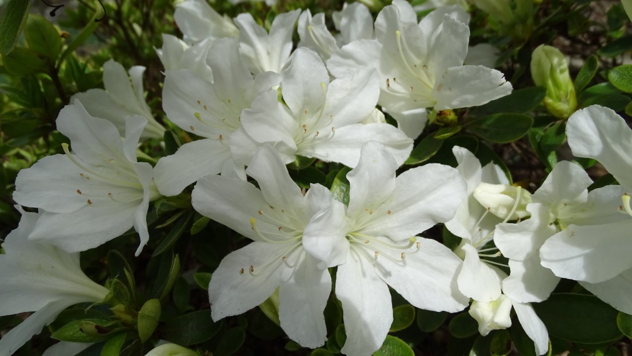 'Driven Snow'